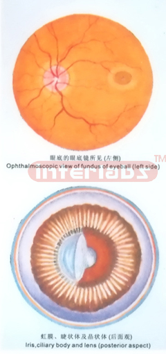 HANGING HUMAN EYE ANTERIOR AND POSTERIOR ASPECT MODEL